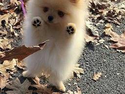 11 nedēļas veci Pomerānijas šķirnes suņu tēviņi un mātītes.