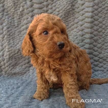 Aprikožu krāsas pudelītes kucēni