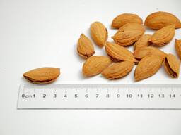 Almond President