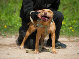 American pitbull terrier puppies in Europe- Dognik Bulls kennel 2026 - фото 1