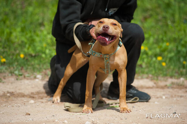 American pitbull terrier puppies in Europe- Dognik Bulls kennel 2026