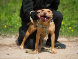 American pitbull terrier puppies in Europe- Dognik Bulls kennel 2026