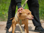 American pitbull terrier puppies in Europe- Dognik Bulls kennel 2026 - фото 3