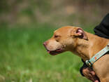 American pitbull terrier puppies in Europe- Dognik Bulls kennel 2026 - фото 6