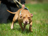 American pitbull terrier puppies in Europe- Dognik Bulls kennel 2026 - фото 7