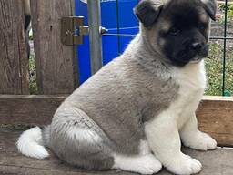 Amerikāņu akitas kucēni