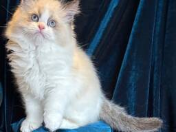 Apburoši regdolu kaķēni ir pieejami adopcijai.