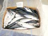 Atlantic mackerel Атлантическая скумбрия 400/600 ящик 20кг - photo 1