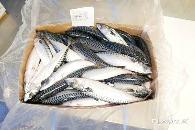 Atlantic mackerel Атлантическая скумбрия 400/600 ящик 20кг