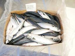 Atlantic mackerel Атлантическая скумбрия 400/600 ящик 20кг