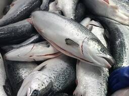 Atlantijas vesela laša zivs