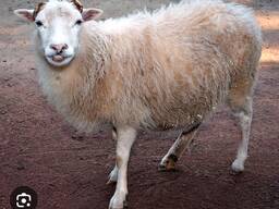 Бараны, козы, овцы