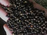 Black Pepper / White from Vietnam - фото 3