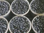 Blueberry from Poland - фото 2