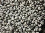 Blueberry from Poland - фото 4