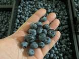 Blueberry from Poland - фото 8