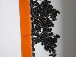 Calibrated , sunflower seeds confectionery for sale
