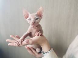 Canadian Sphynxes