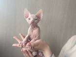 Canadian Sphynxes - фото 1