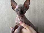 Canadian Sphynxes - фото 2