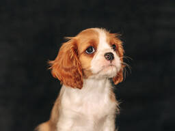 Cavaler king charles spaniel