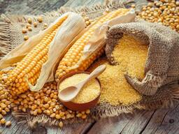 Kukurūzas vairumtirdzniecības eksports (pārdodu kukurūzu vairumtirdzniecībā eksportam)