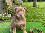Dog - photo 2