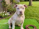Dog - photo 6