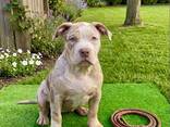 Dog - photo 8