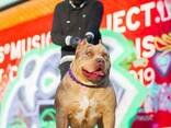 Dog - photo 10