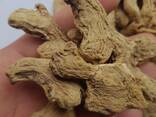 Dry Whole Ginger from Vietnam - фото 1