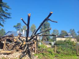 Дуб деловая древесина