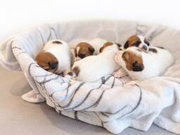 Джек Рассел терьер