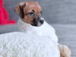 Джек Рассел терьер - photo 3