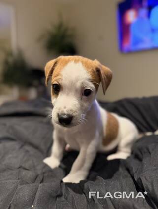 Džeka Rasela terjera kucēni