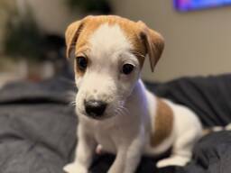 Džeka Rasela terjera kucēni