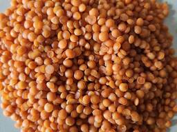 Fava pupiņas, sarkanās lēcas, kukurūza, aunazirņi, sojas pupas