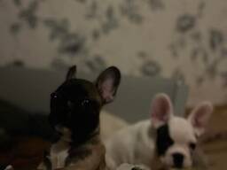 Французские бульдоги