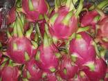 Fresh Dragon Fruit from Vietnam - фото 1