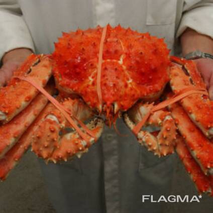 Frozen/Fresh Red King Crabs King Crab Legs, Soft Shell Whole Snow Crab for export