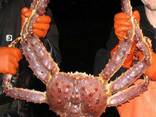 Frozen/Fresh Red King Crabs King Crab Legs, Soft Shell Whole Snow Crab for export - фото 3