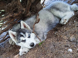 Хаски малыши