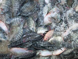 Augstas kvalitātes tilapijas ražotāju svaigi saldētas veselas tilapijas zivis - photo 3