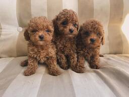 Apburoši rotaļu pūdeļa kucēni.