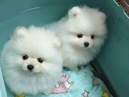 IZCILI POMEĀRIJAS KUCĒNI