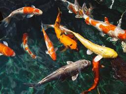 Карп декоративный