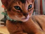 Клубные абиссинские котята - photo 3