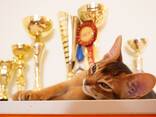 Клубные абиссинские котята - photo 3