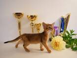 Клубные абиссинские котята - photo 6