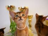 Клубные абиссинские котята - photo 8
